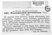 Stemphylium vesicarium image